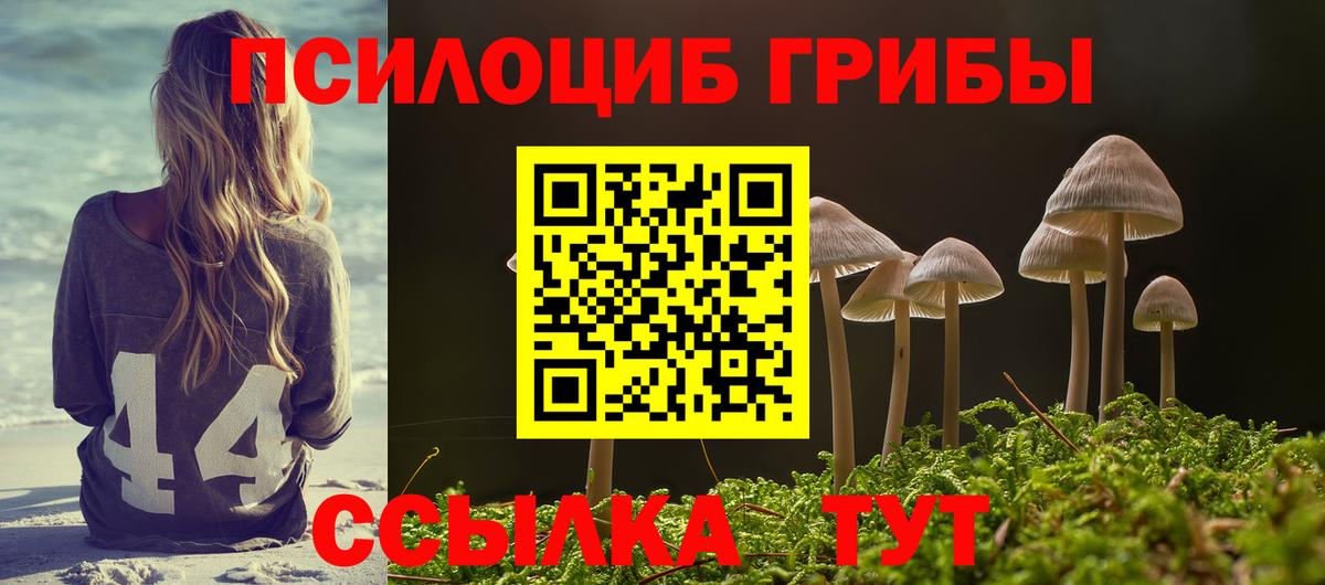 Галлюциногенные грибы Psilocybe Камень-на-Оби